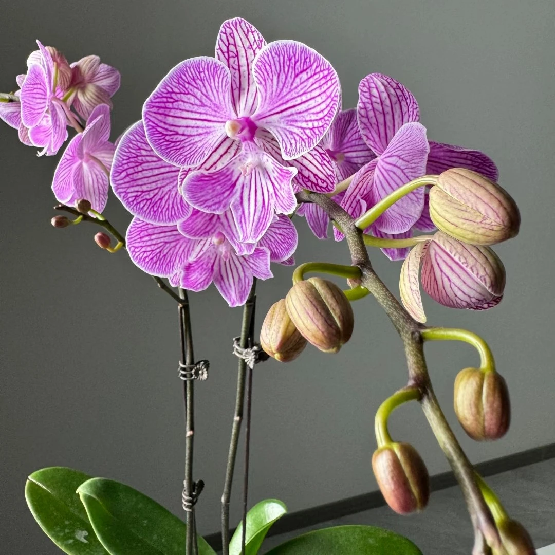 蝴蝶兰:情丝3.5杯【花苞株消包不售后】