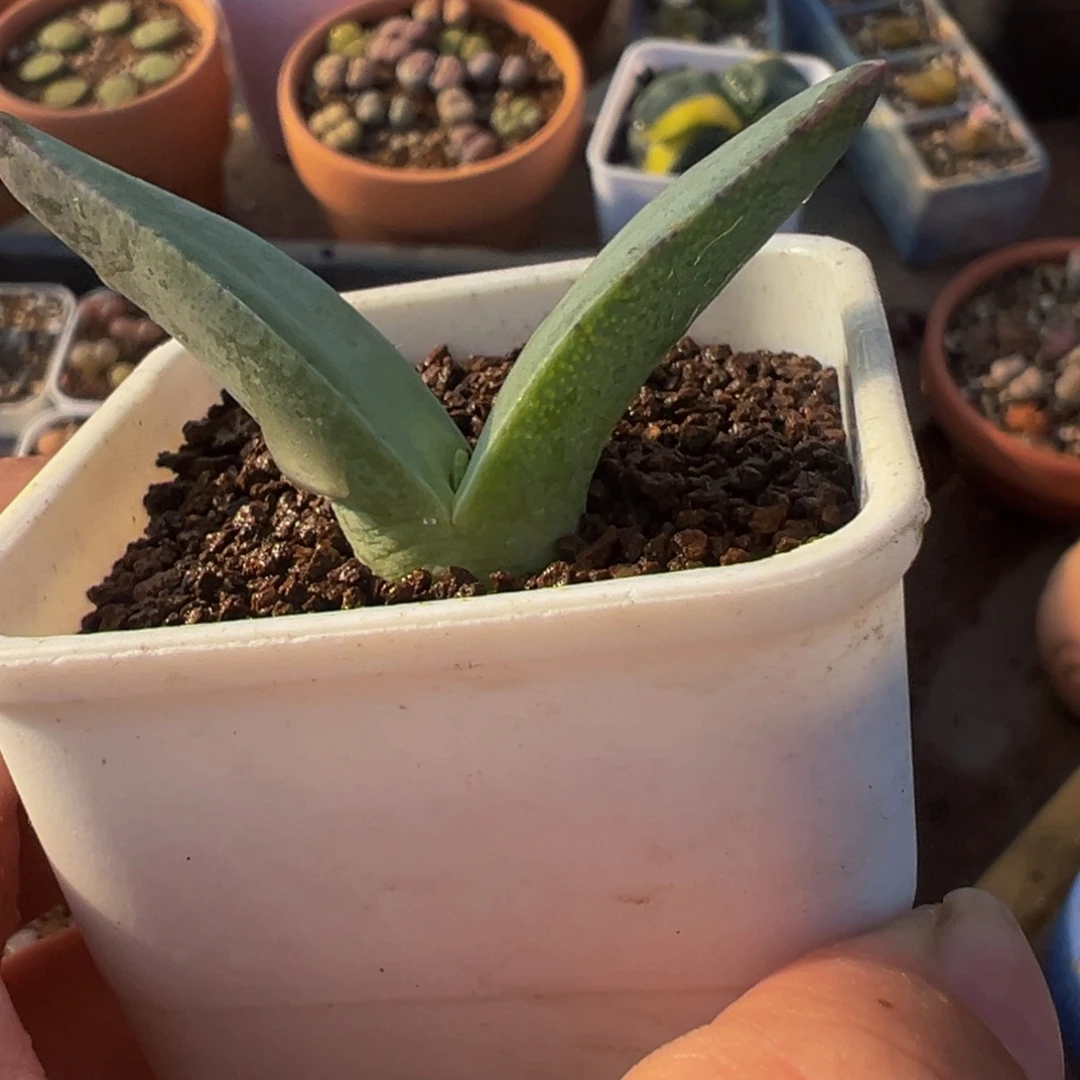 紫飞鸟多肉植物百科