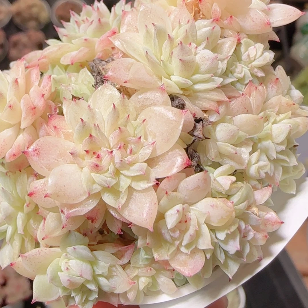 花语逸镜1129-63散