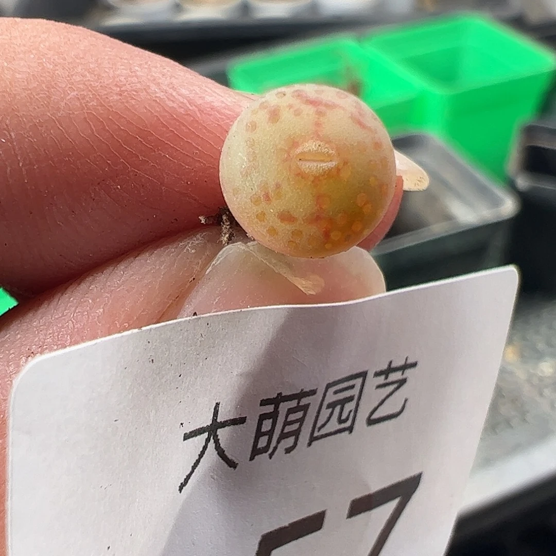 一物一拍匈牙利种源1452.64火龙果安贞257