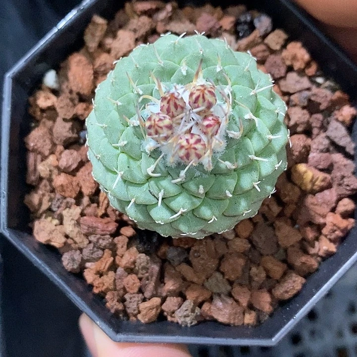 孤品实生优选周正菊水仙人球3.5cm带花苞