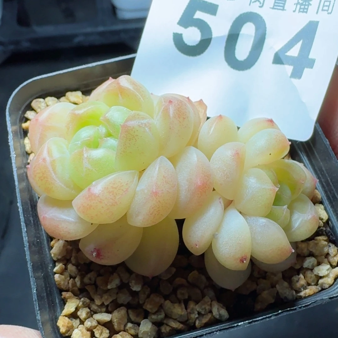 腥***绊倾城珍妮          摇身一变高富帅，一夜暴富动作快