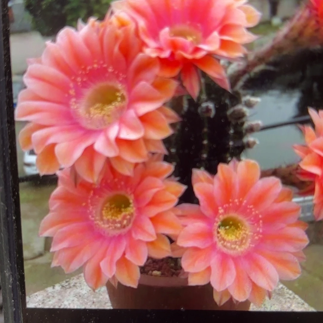 遐想彩侧牙20包邮仙人球21