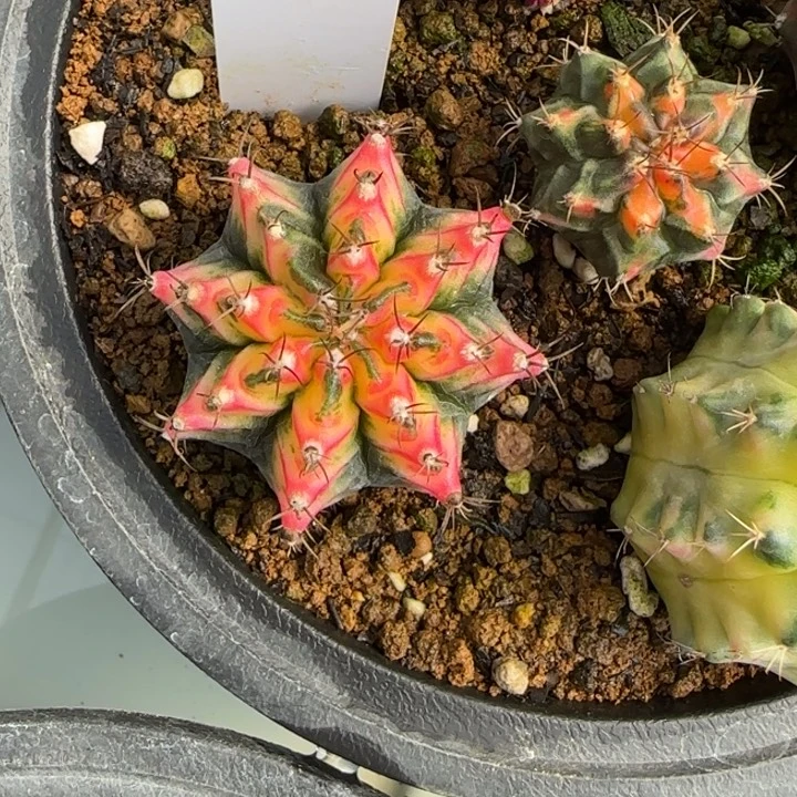 41-0209好彩脱土发多肉