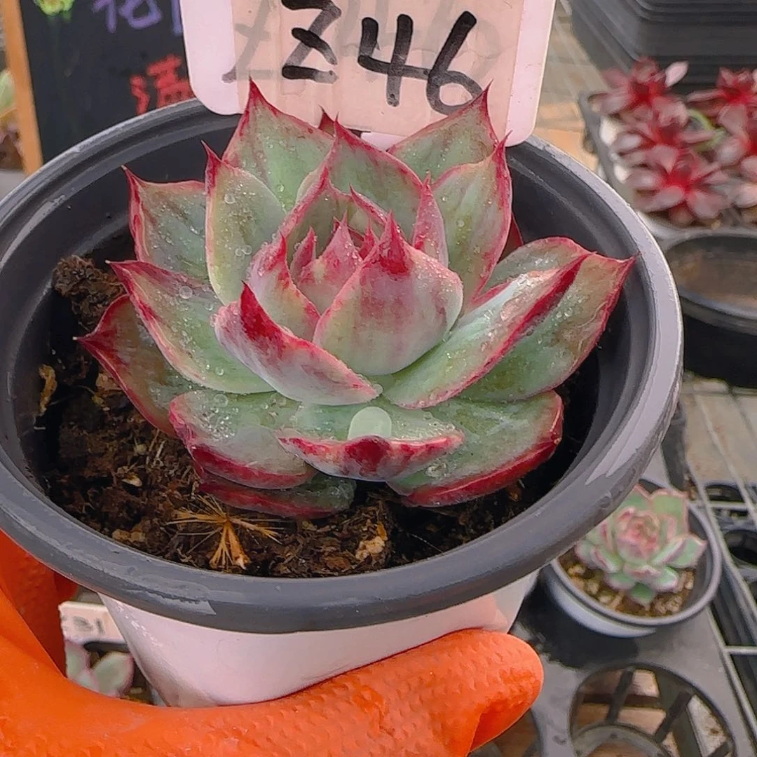 Ｚ46 惊鸿仙子多肉