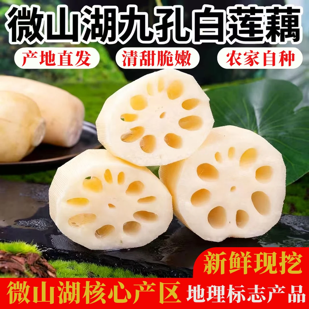 【藕王-面藕/粉藕】微山湖九孔白莲藕现挖现发不泡药水真空包装发货