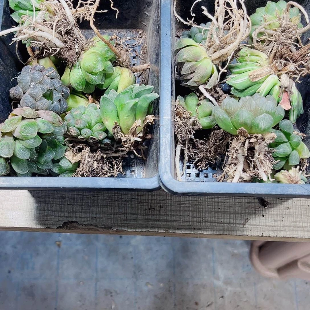 特价多肉植物不售后66666