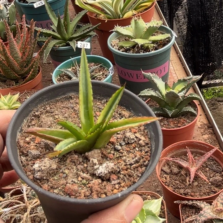 新**剧辉山锦一物一拍自根