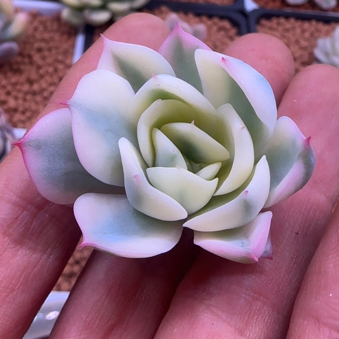 韩水晶锦 头盖 多肉