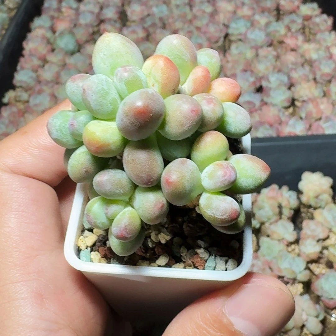 苹果奶小树朵朵多肉