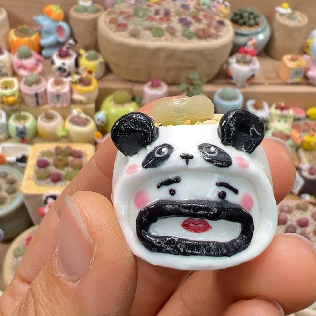 多肉植物72号拇指盆