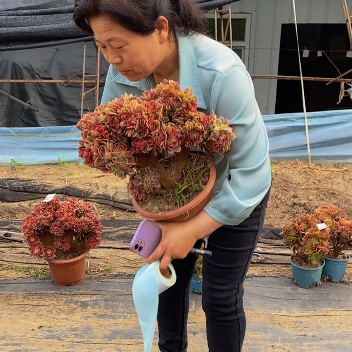 无*粉女巫一颗多肉植物