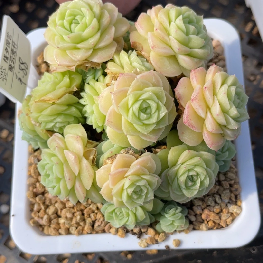 优选晚云麦杆多肉10厘米2976