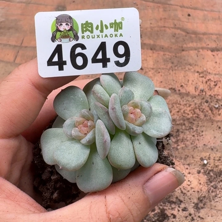 多肉植物多肉植物