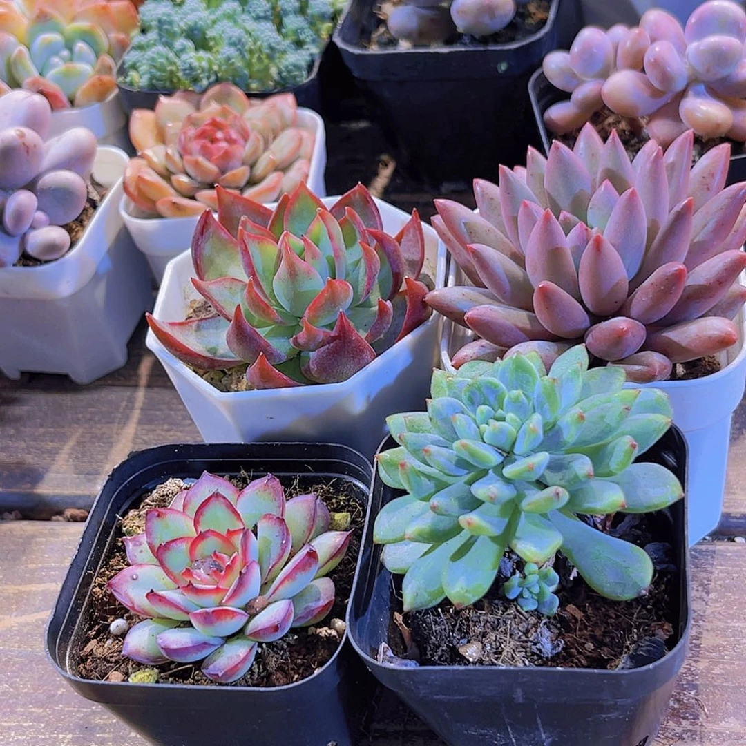 惊鸿。肉酱。蓝苹果。蜻蜓