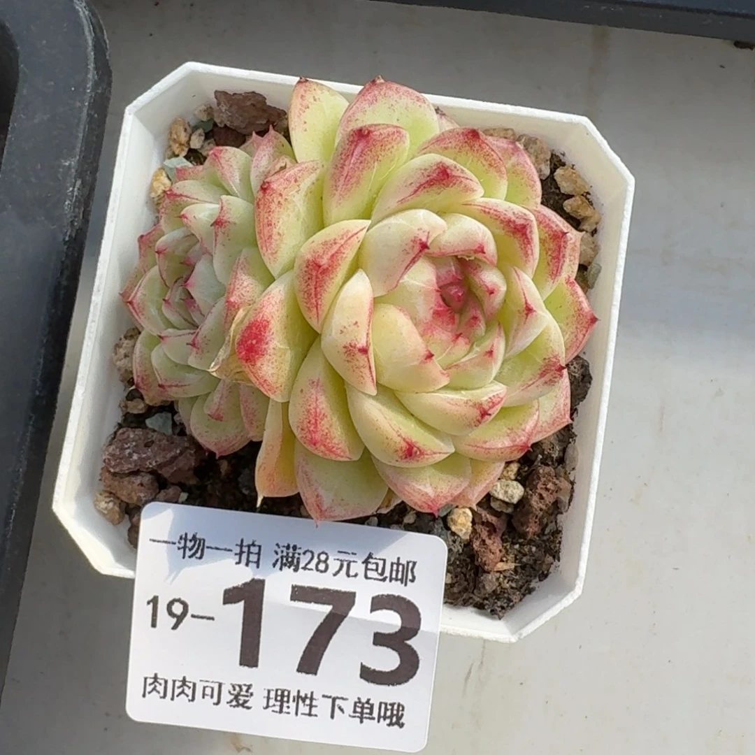 麦秆无盆土发货无