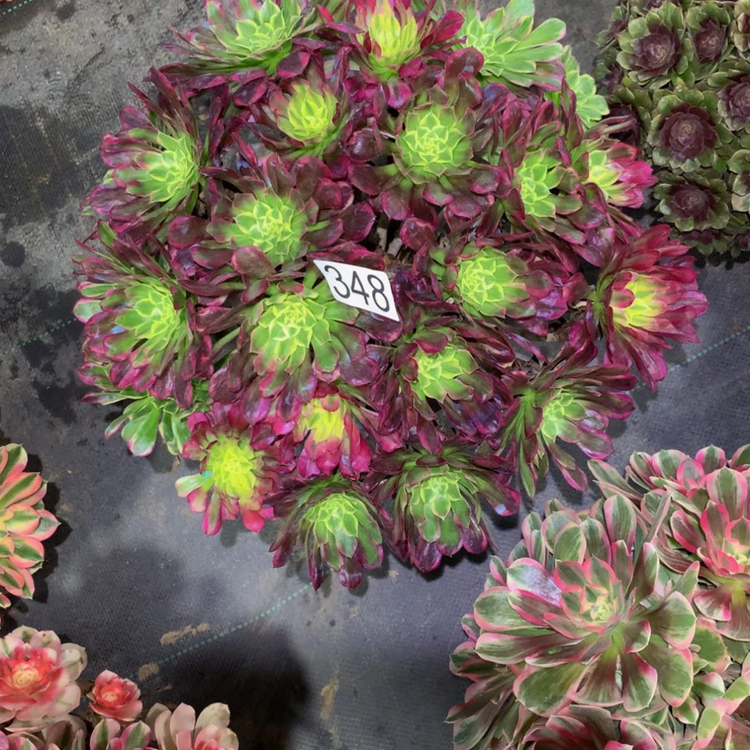 钩***玄法师多肉植物348天和