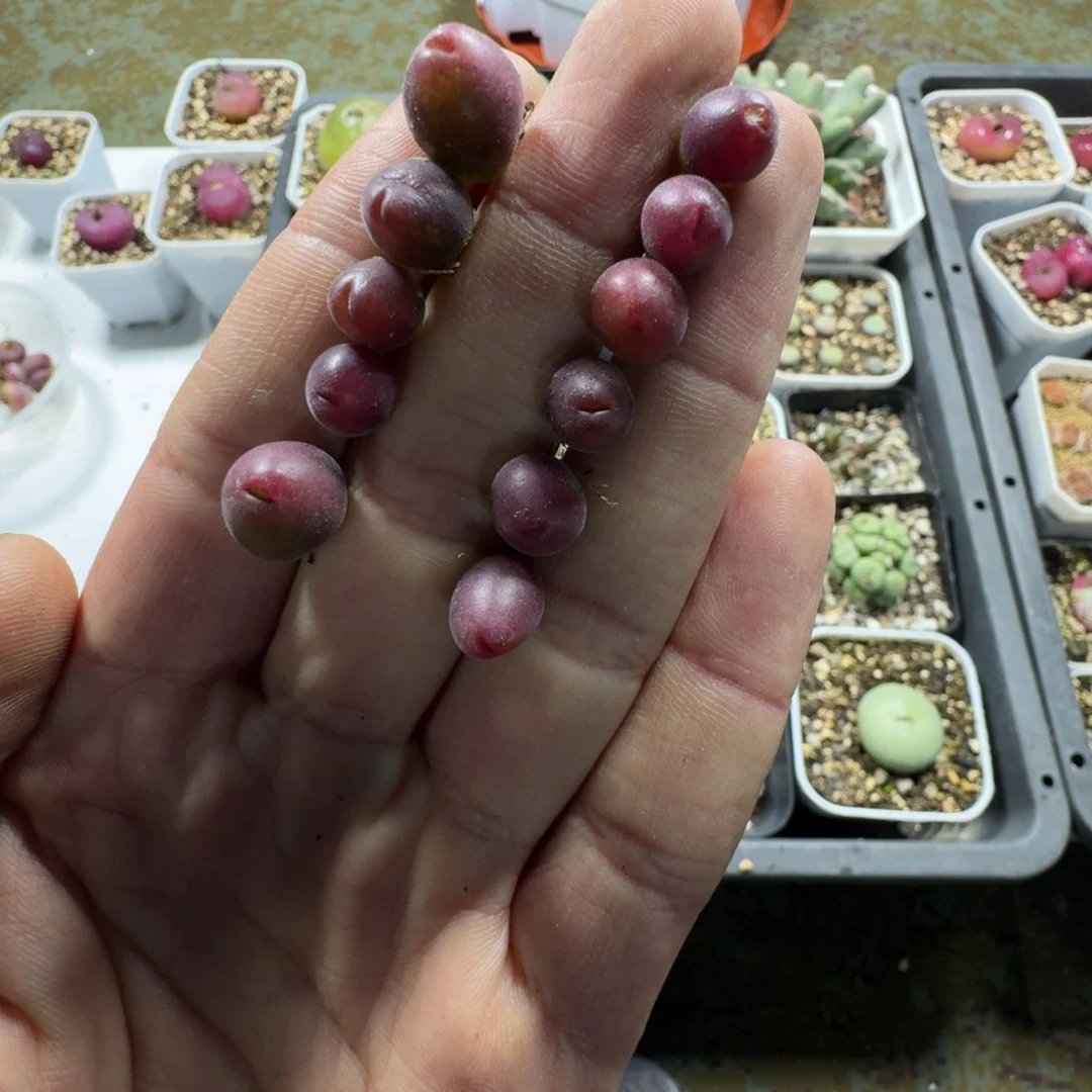 2267。毛翠的一组