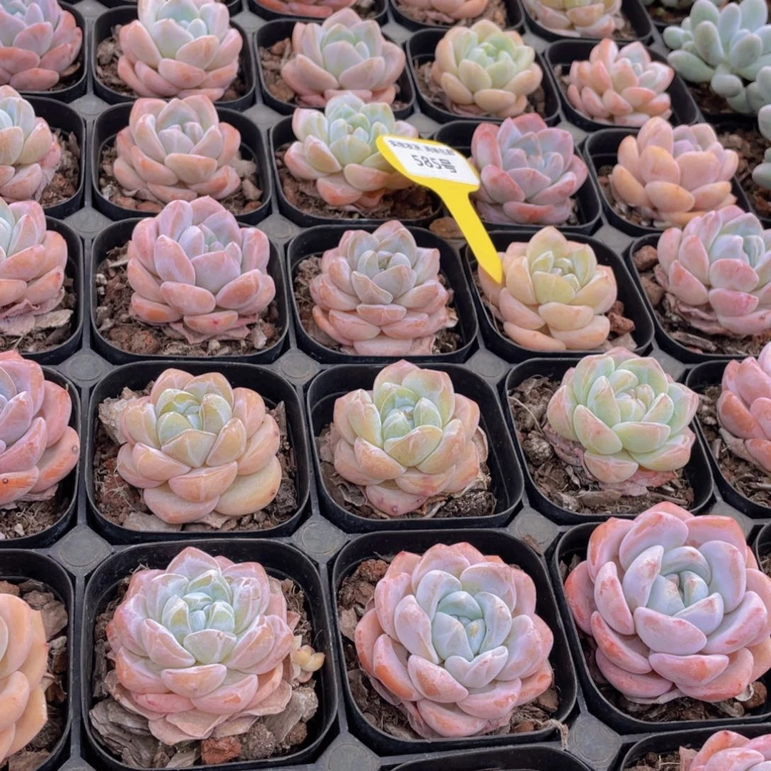 585号 肥胖奶油大白兔单头2个