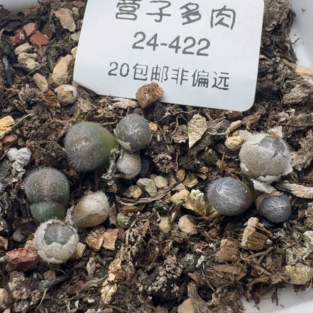 毛球带盆土。