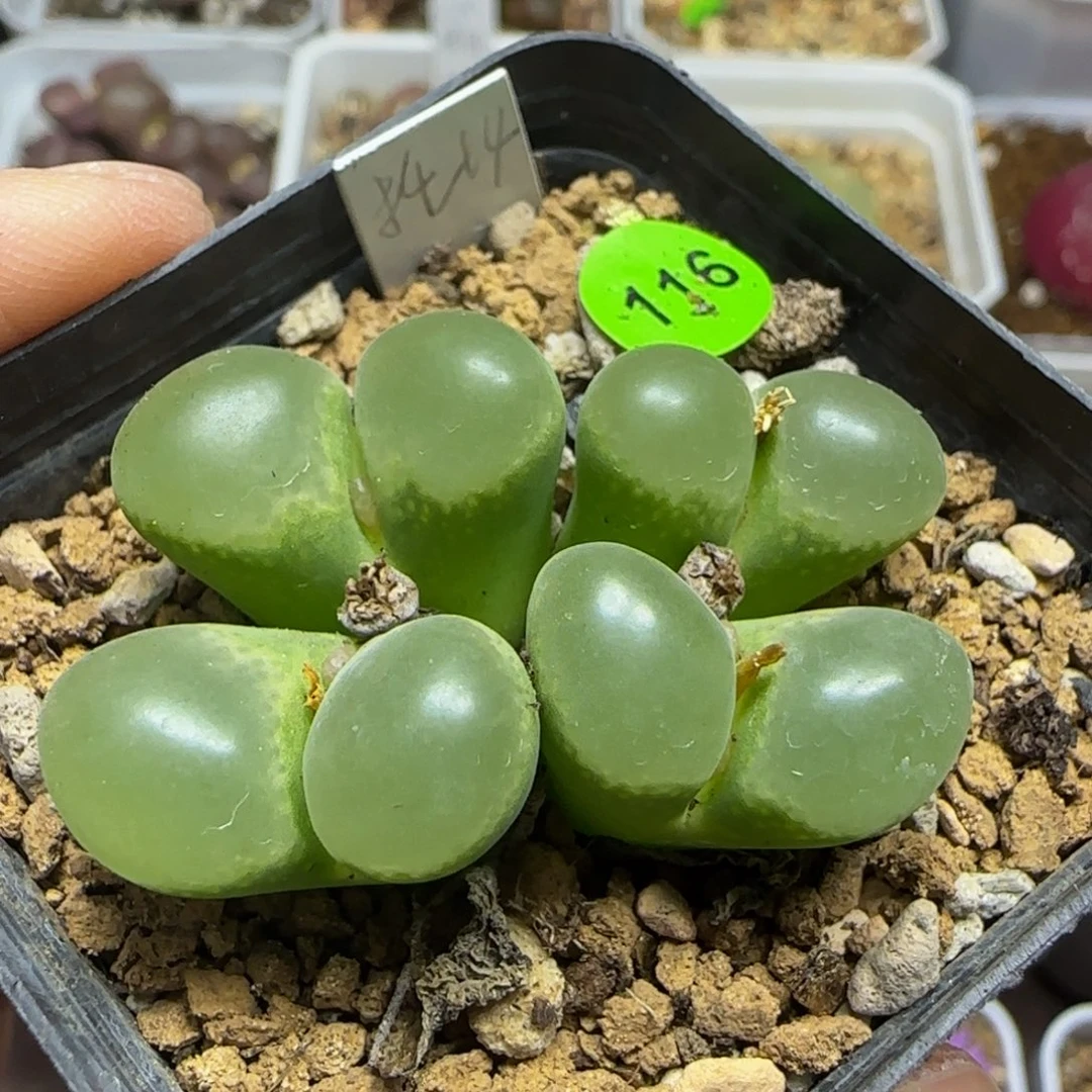 漂漂亮亮多肉植物116