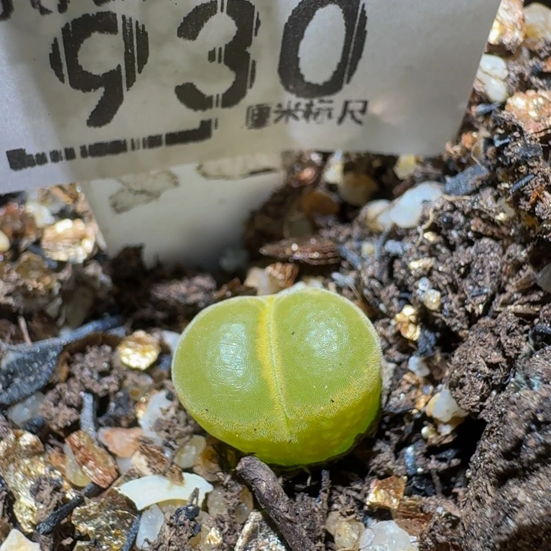 Ssss精品生石花930