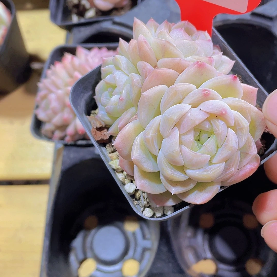 995号 白桃汽水多头群