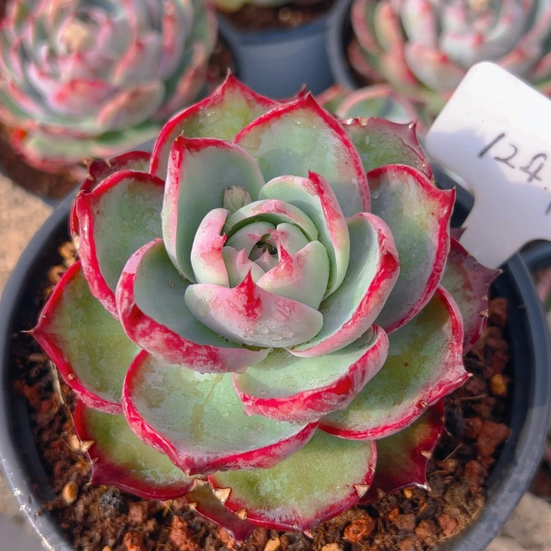 惊鸿仙子1247号有裂口介意勿拍