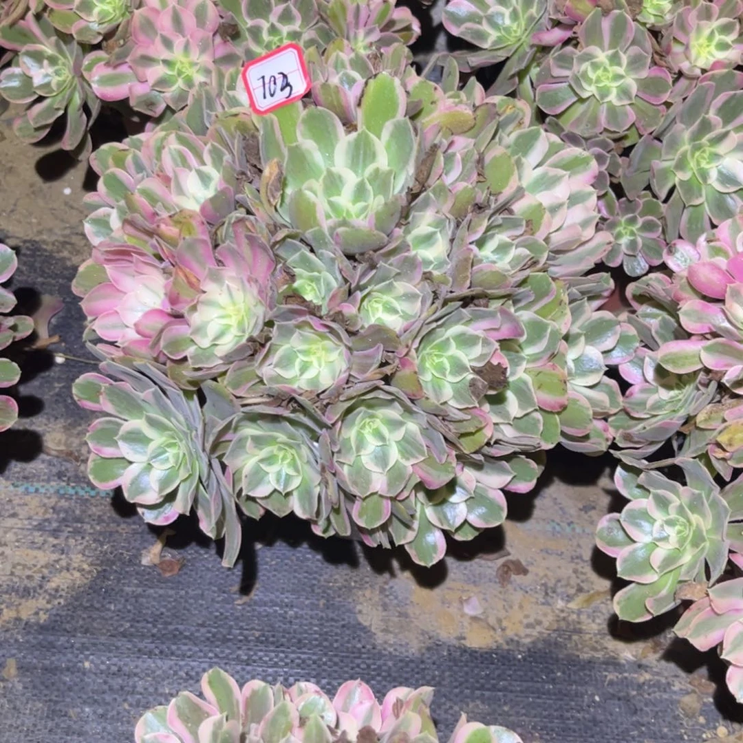 703多肉植物男神法师