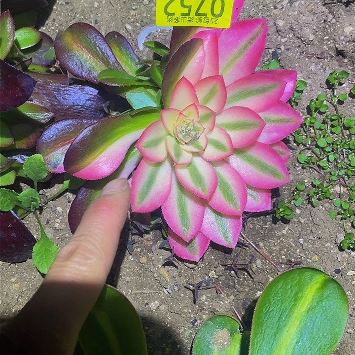 0752粉女郎花脸多肉植物