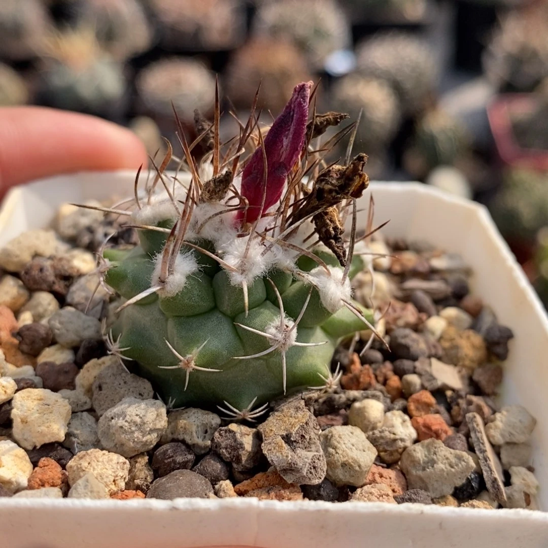 植播园艺尼克莱娇丽