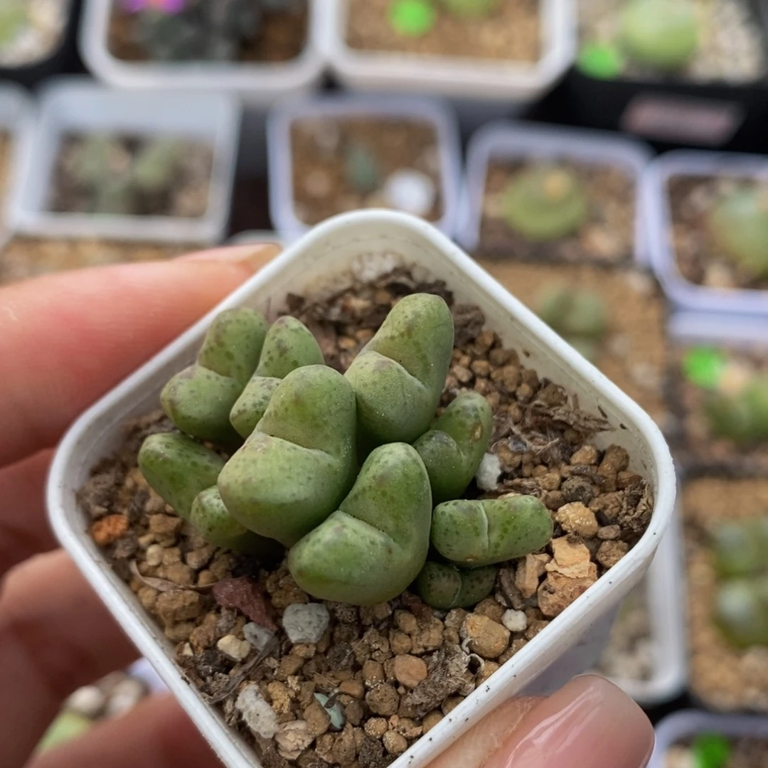 杂交9头多肉植物带盆