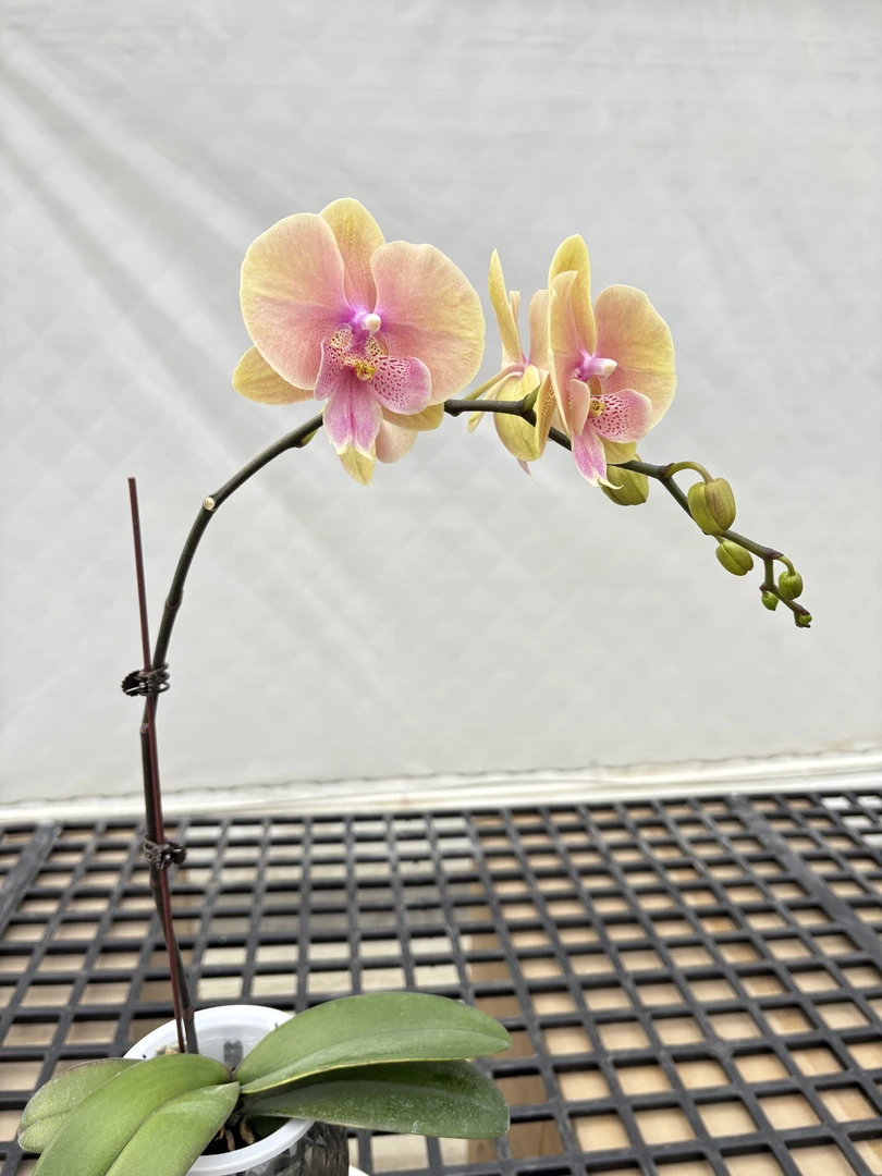蝴蝶兰【蜜桃】鲜花盆栽室内观赏花花佛山基地直发好养易活