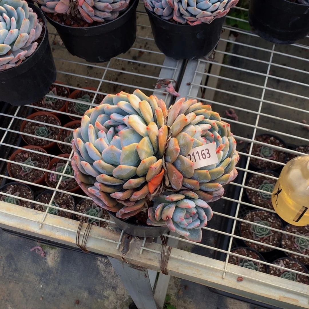 小*。21163双嗯嗯嗯好