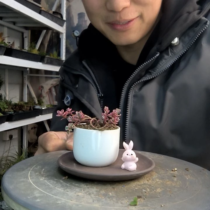 心**?小盆景小植物一物一拍40