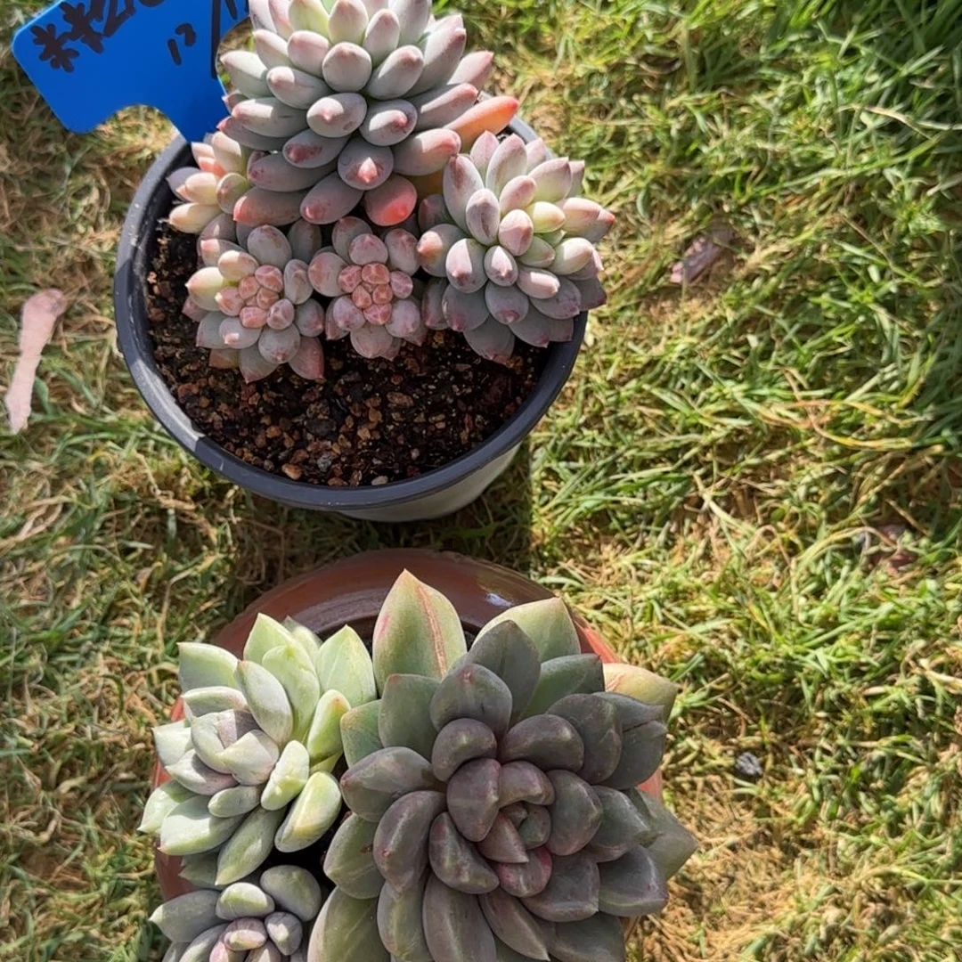 米***儿米粒儿姐姐多肉植物