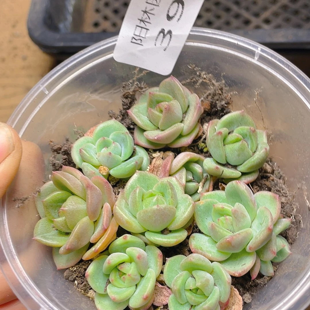 多肉植物多肉植物397