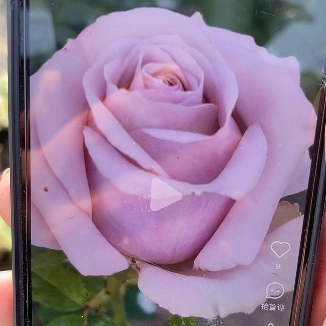 无花朵———-幽兰香 福利款