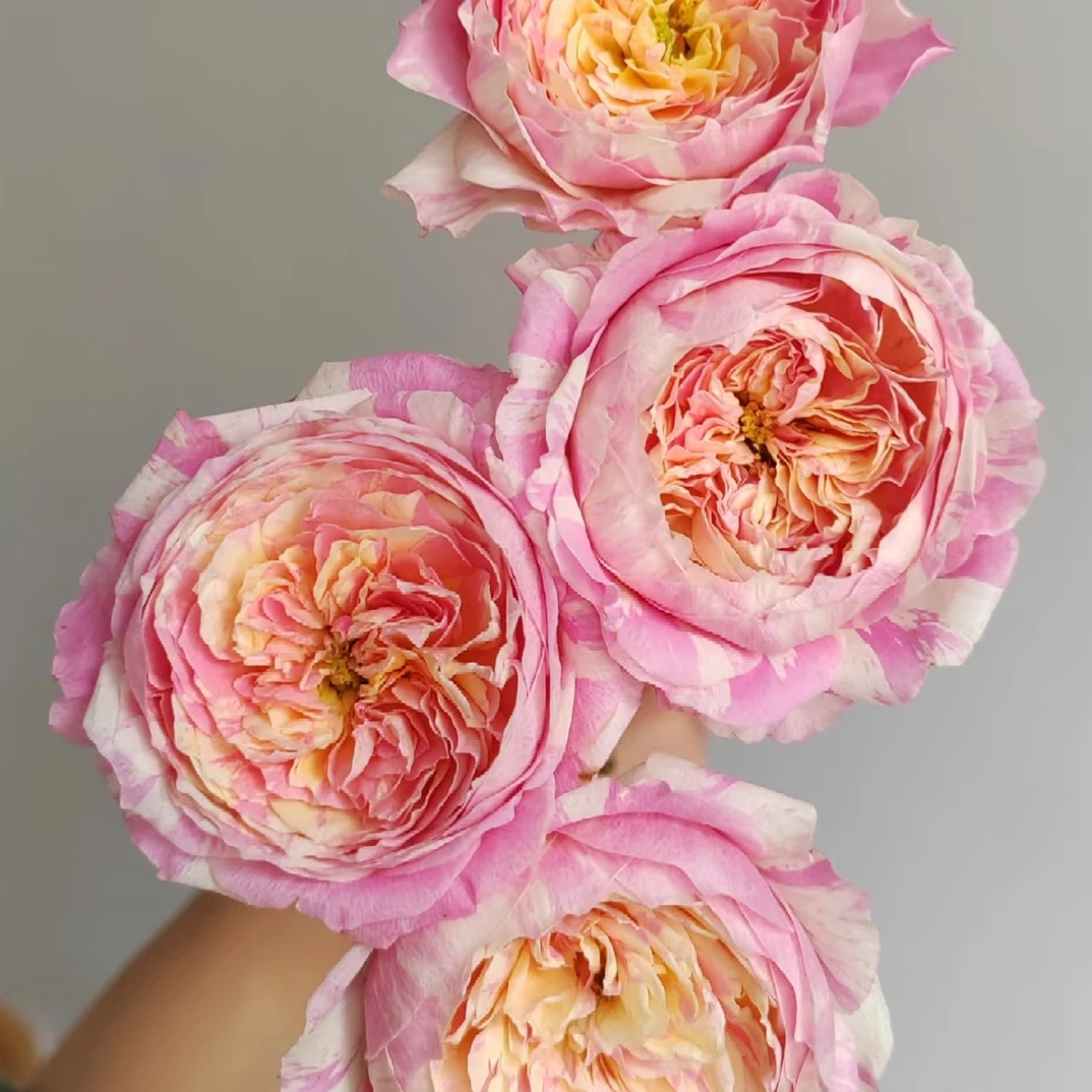 10枝莫奈玫瑰 天冷地区拍保温 没拍冻坏不售后