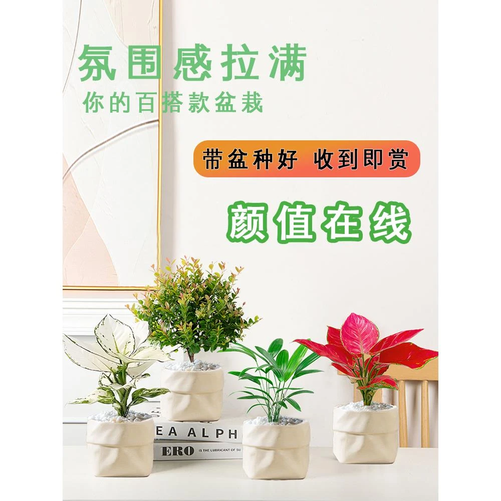 桌面小绿植盆栽绿萝花卉室内客厅办公室吸甲醛植物栀子花好养易活