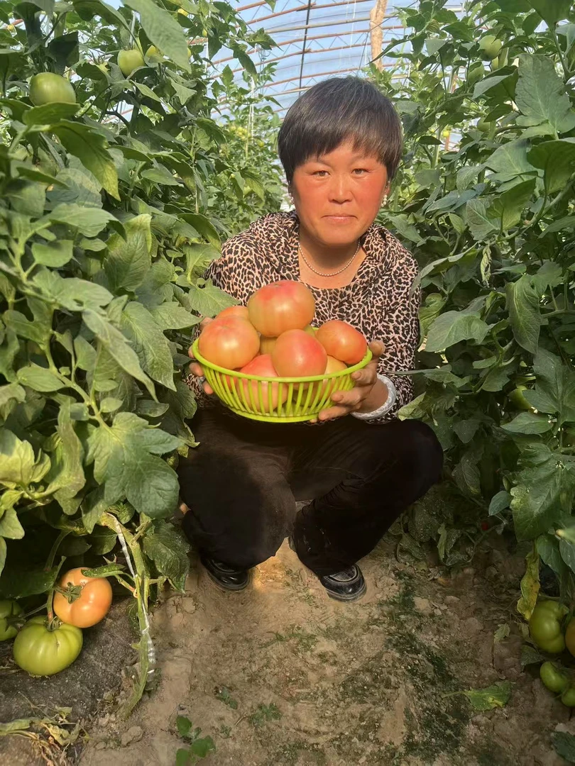顺丰二斤青黄瓜二斤青茄子二斤西红柿混合装蔬菜包