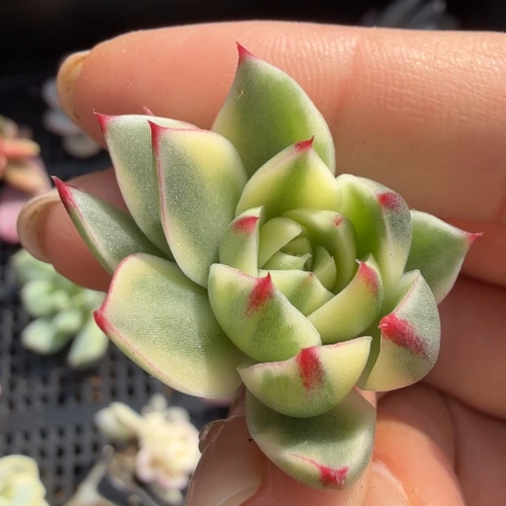 斗牛士锦腹轮锦花剑