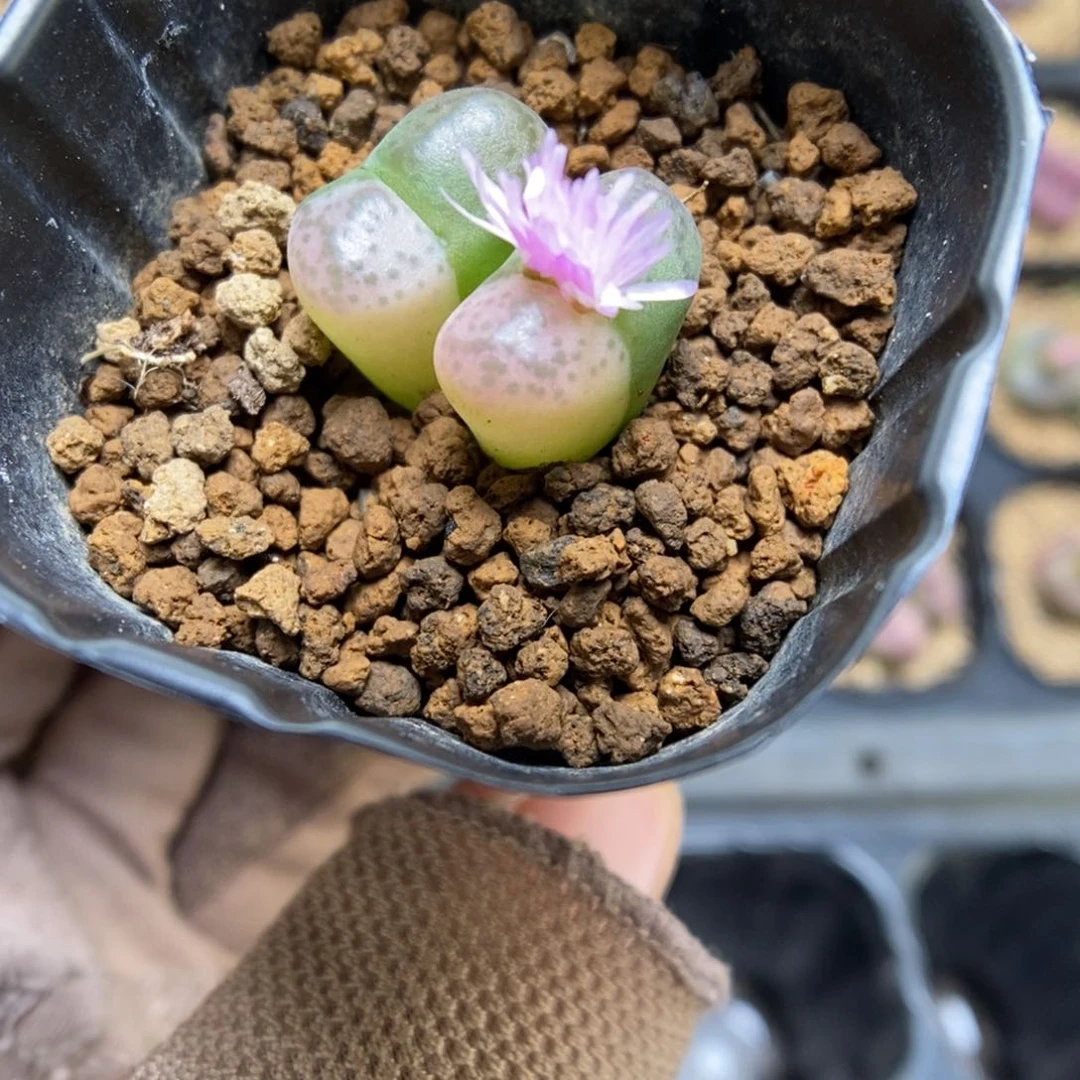多肉植物肉锥杂交K-3496 风铃杂 锦