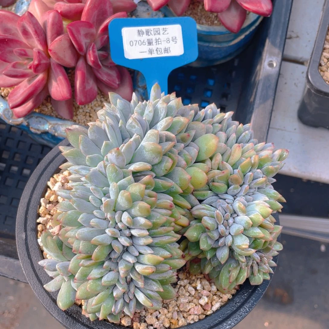 0706-8-石榴籽星影缀化