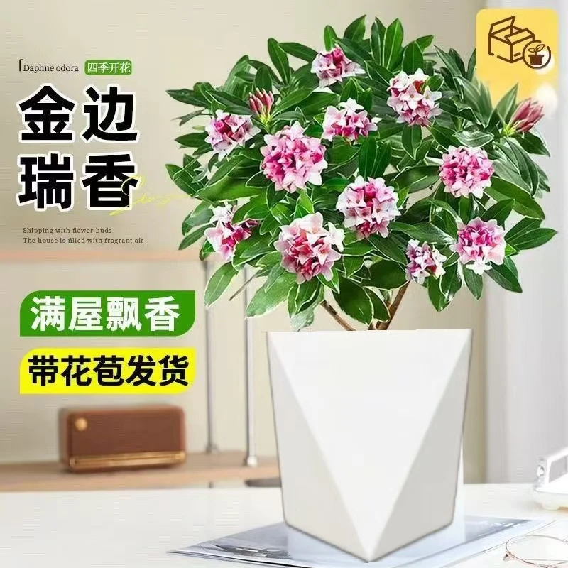浓香型金边瑞香+菱形盆带花苞发货