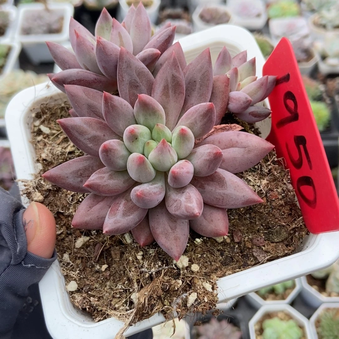 1950车厘子多肉植物