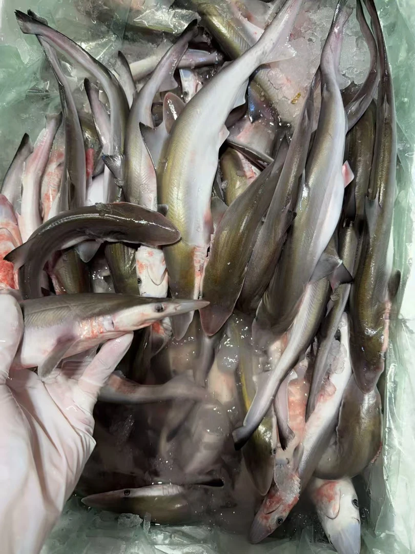 沙鱼仔 沙仔 （1斤4条左右）