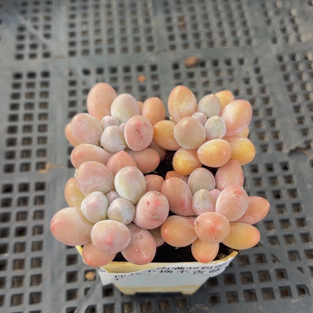 298-散拼泡泡奶多肉4cm