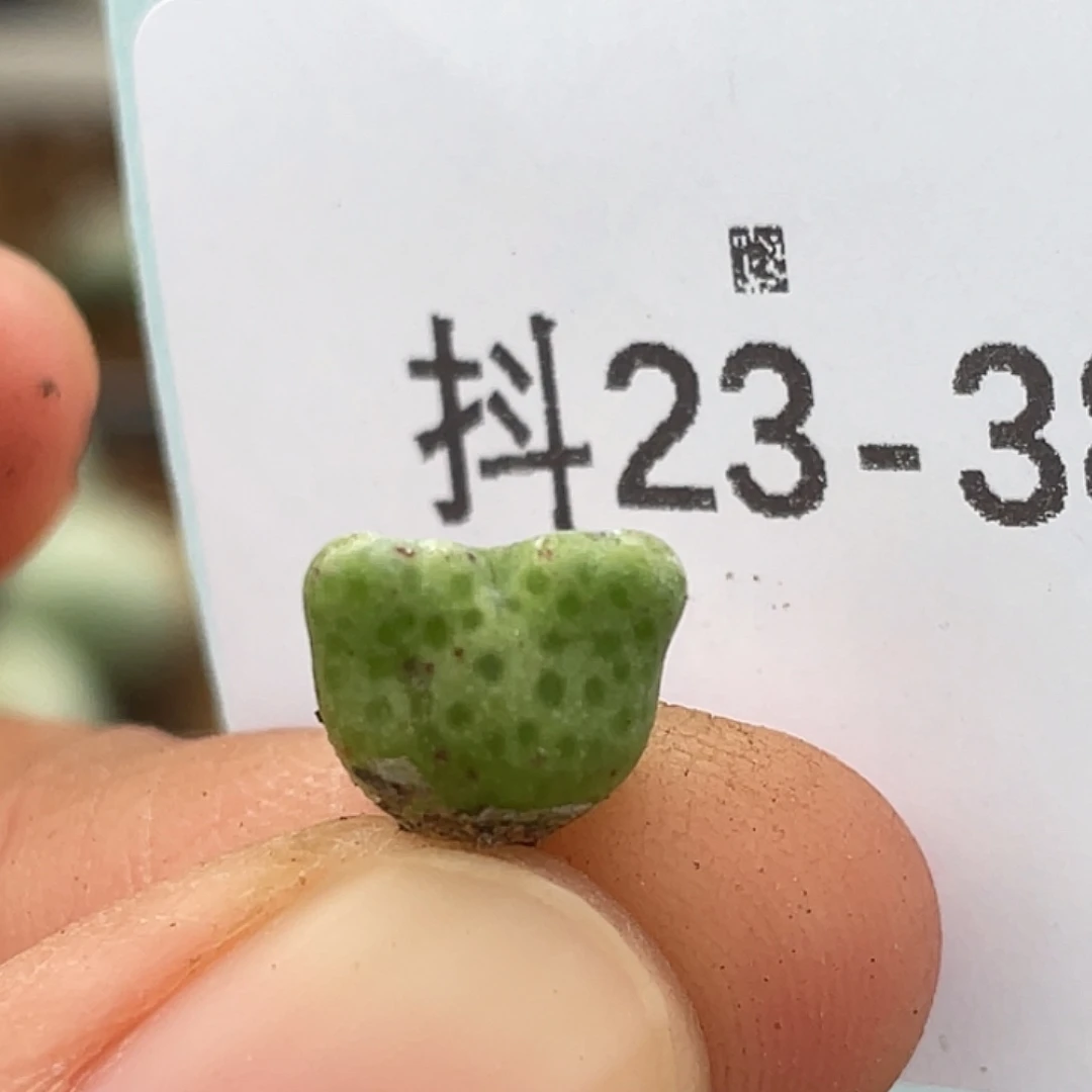 23-38鹿角斑马苗肉锥