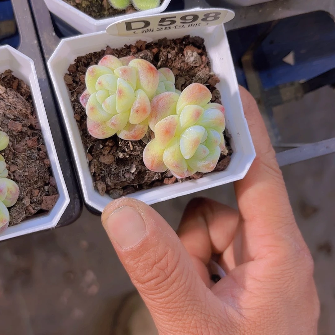 D598冰玉yi wu yi pai